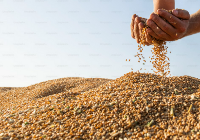 A hand holding onto buckwheat.